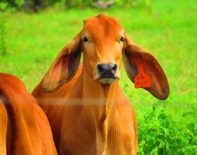 Grain fed cattle in Chiriqui, Panama – Best Places In The World To Retire – International Living